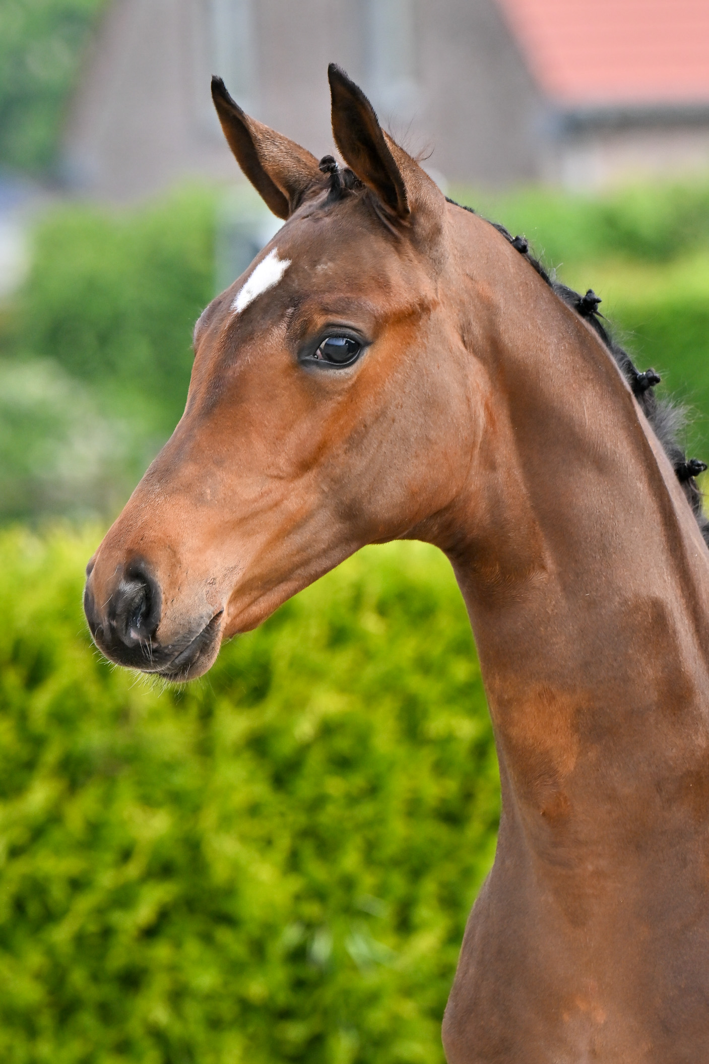 Centaur van de Heidehoeve Z