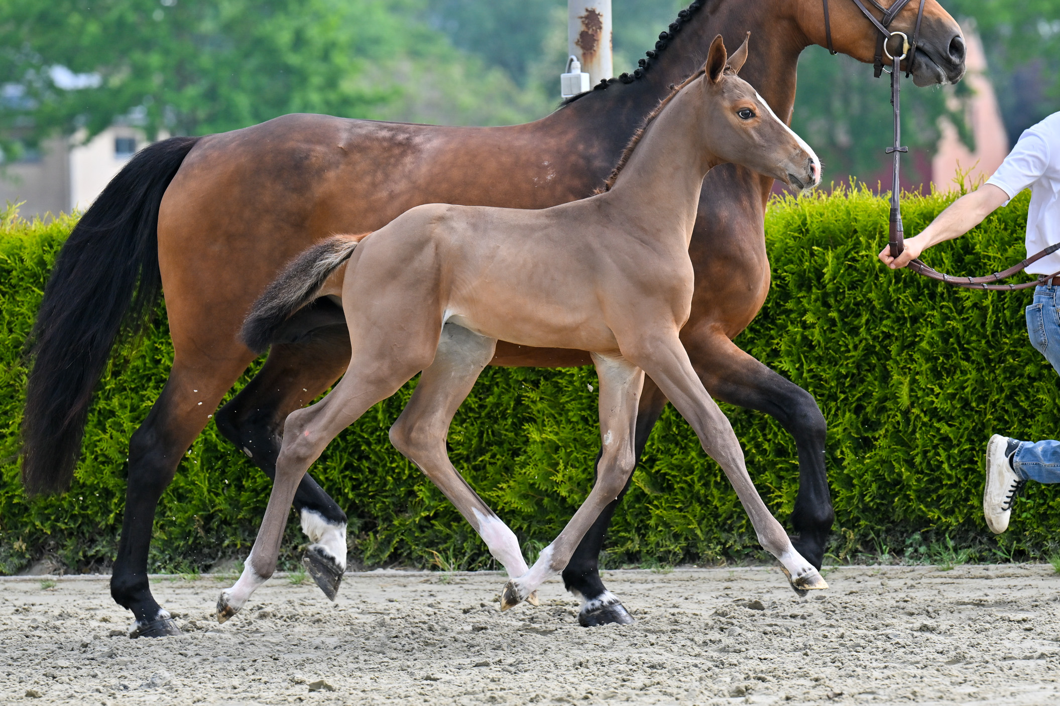 Dynamit FDV
