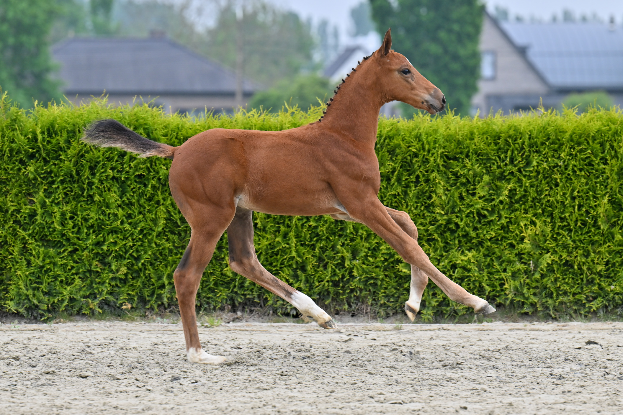 Goudini Axelhoeve Z