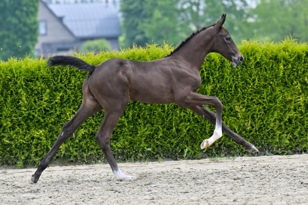 Deauville Odeveld